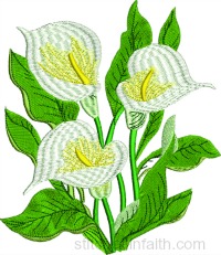 Cali Lily